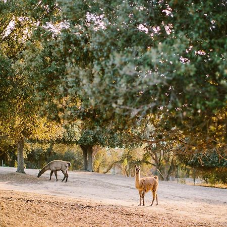 Linguizzetta Domaine Naturiste De Riva Bella מראה חיצוני תמונה